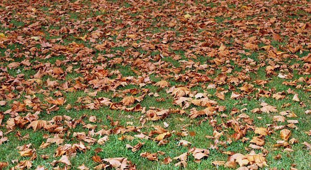 Césped y hojas secas